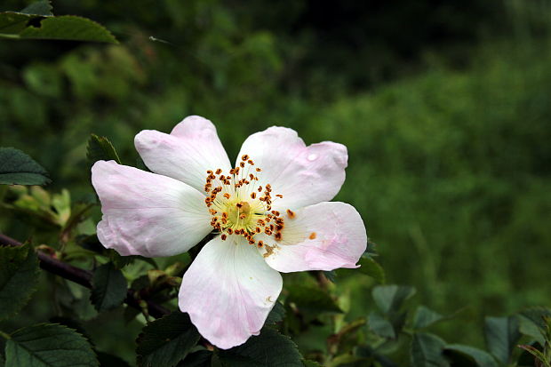 ruža šípova Rosa canina L.