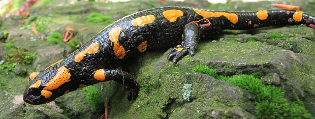 salamandra škvrnitá Salamandra salamandra