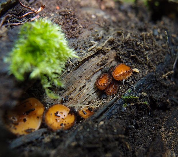 štítovnička Scutellinia sp.