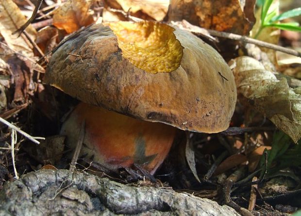 hríb zrnitohlúbikový Sutorius luridiformis (Rostk.) G. Wu & Zhu L. Yang