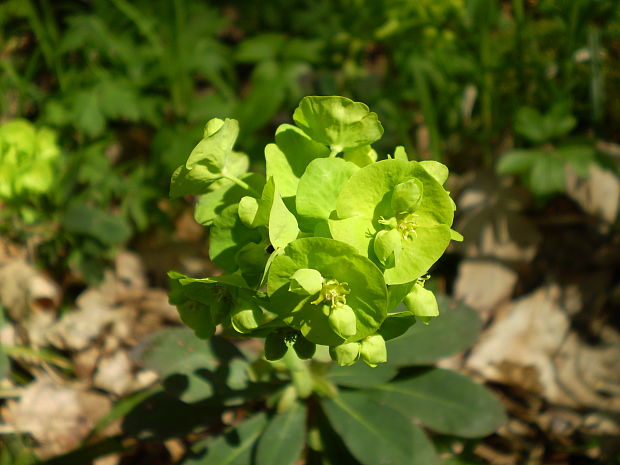 mliečnik mandľolistý Tithymalus amygdaloides (L.) Hill