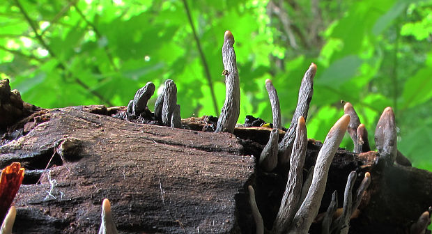 drevnatec štíhly Xylaria longipes Nitschke