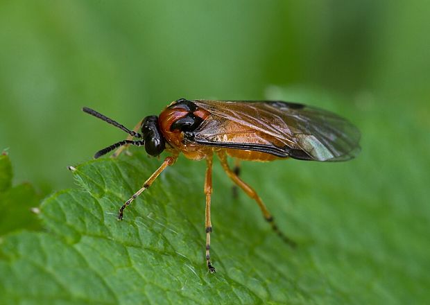 piliarka repková Athalia rosae