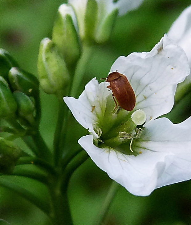 malinovník Byturus Sp.