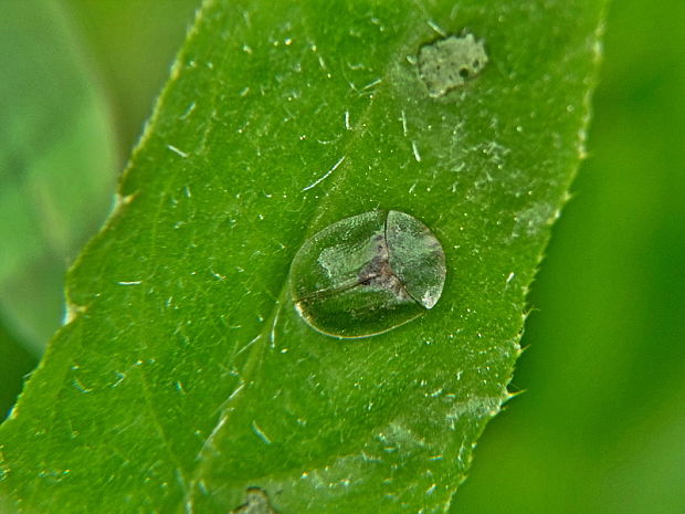 štítnatec   /   štítonoš Cassida rubiginosa O.F. Müller, 1776