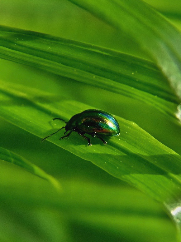 liskavka dúhová Chrysolina fastuosa Scopoli, 1763