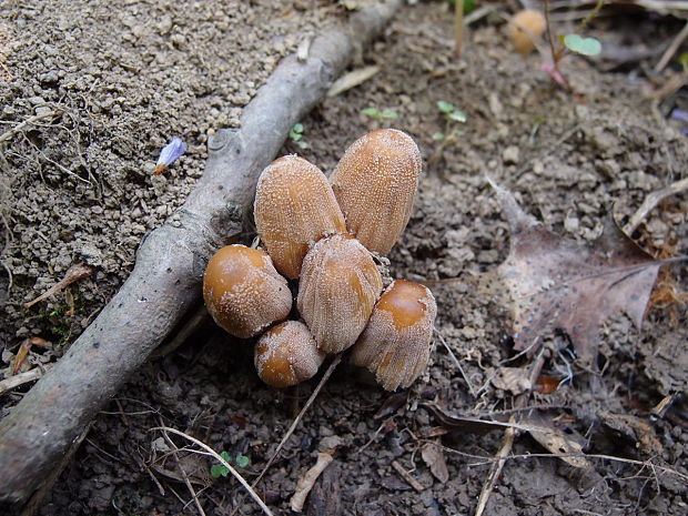 hnojník Coprinellus sp.