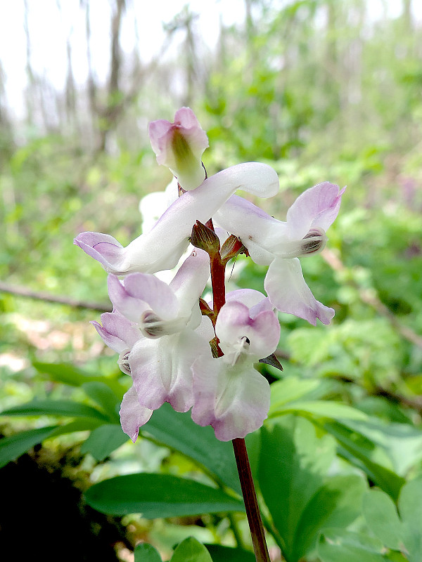 chochlačka dutá Corydalis cava (L.) Schweigg. et Körte