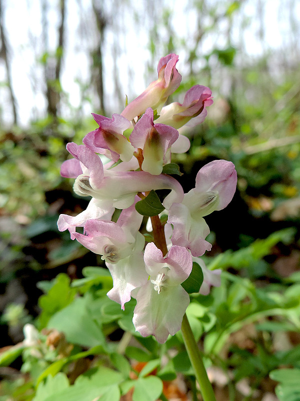 chochlačka dutá Corydalis cava (L.) Schweigg. et Körte