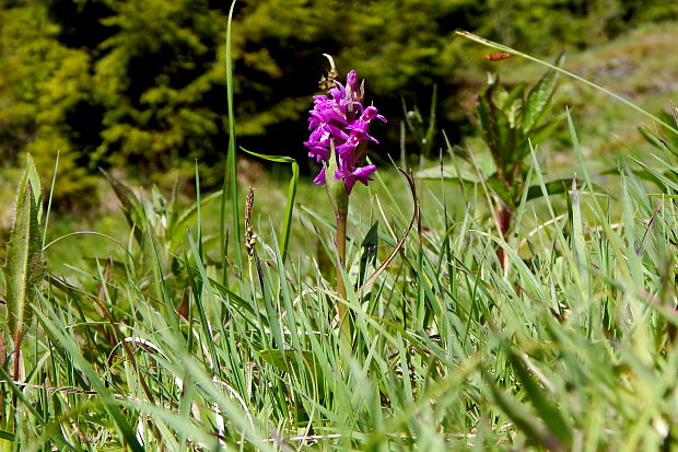 vstavačovec májový pravý Dactylorhiza majalis subsp. majalis (Reincherb.) Hunt & Summerh.