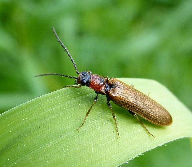 kováčik Denticollis linearis Linnaeus, 1758