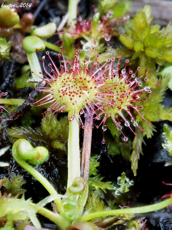 rosička okrúhlolistá Drosera rotundifolia L.