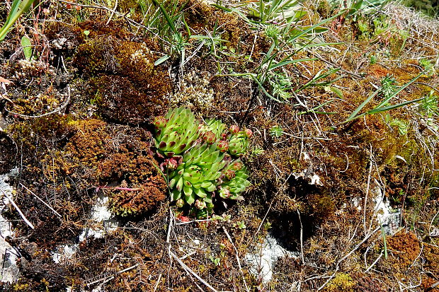 skalničník guľkovitý srstnatý Jovibarba globifera subsp. hirta (L.) J. Parn.