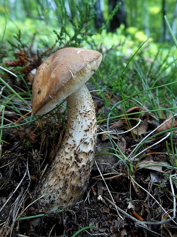 kozák brezový Leccinum scabrum (Bull.) Gray