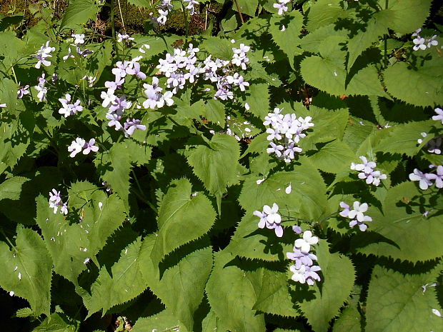 mesačnica trváca Lunaria rediviva L.