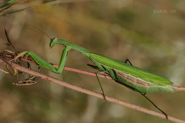 modlivka zelená Mantis religiosa