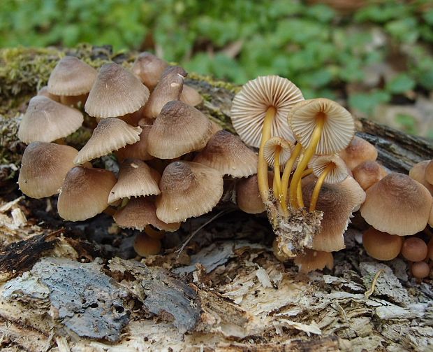 prilbička žltohlúbiková Mycena renati Quél.