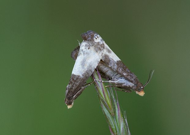 obaľovač trojbodý Notocelia cynosbatella