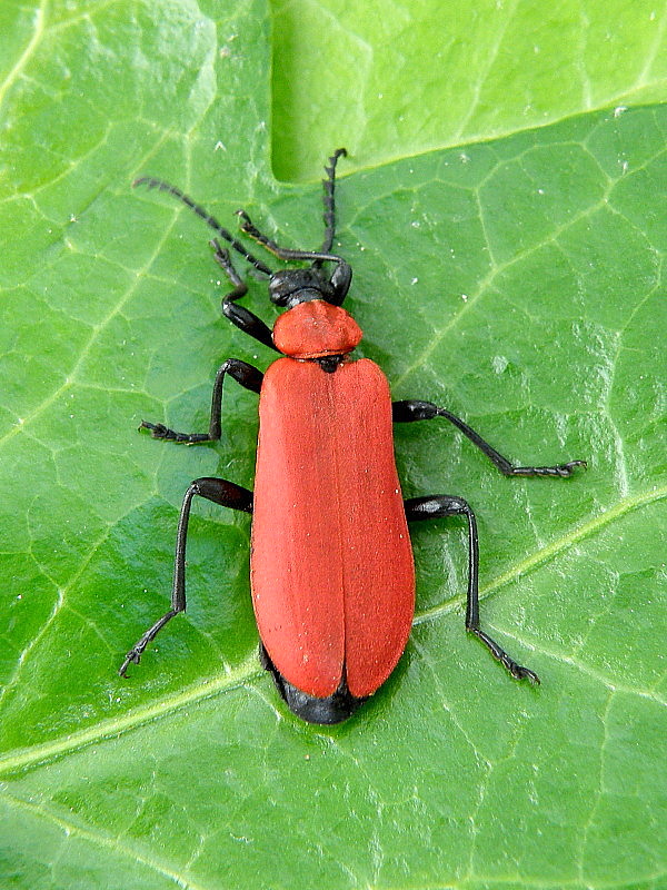 červenáčik ohnivý Pyrochroa coccinea Linnaeus, 1761