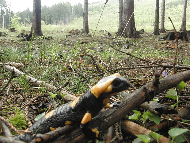 salamandra škvrnitá Salamandra salamandra