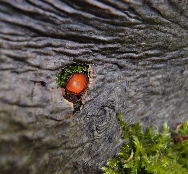 štítovnička Scutellinia sp.