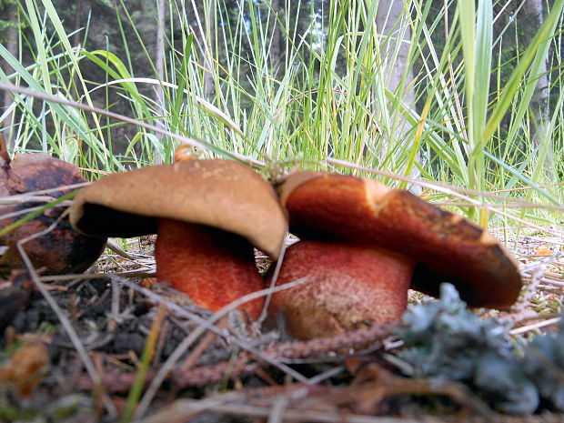 hríb zrnitohlúbikový červený Sutorius luridiformis (Rostk.) G. Wu & Zhu L. Yang