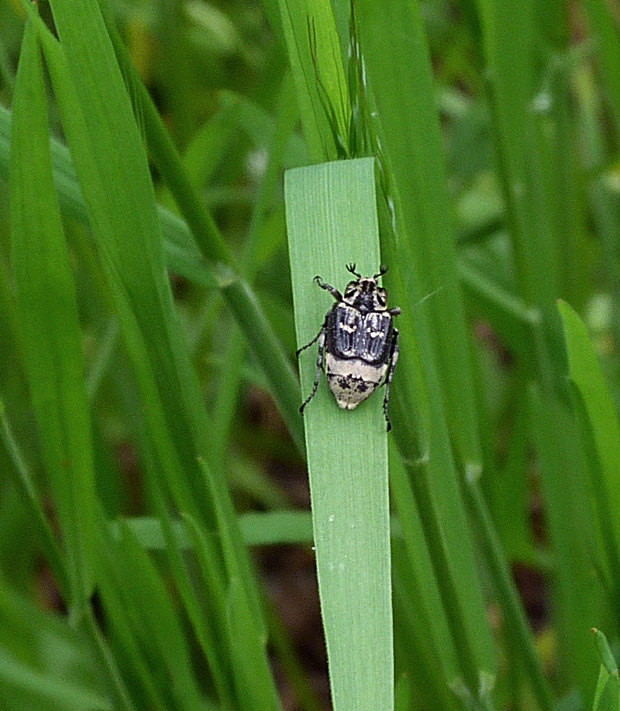 zlatoň Valgus hemipterus