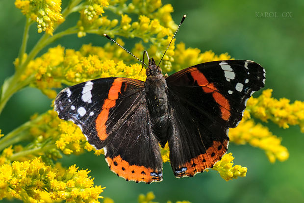 babôčka admirálska Vanessa atalanta