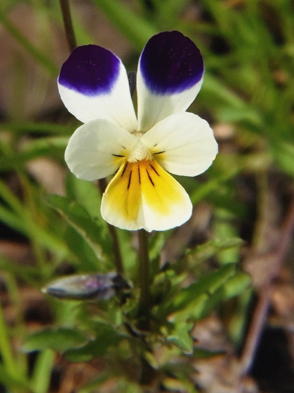 fialka roľná Viola arvensis Murray