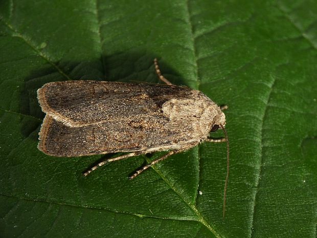 siatica oziminová Agrotis segetum