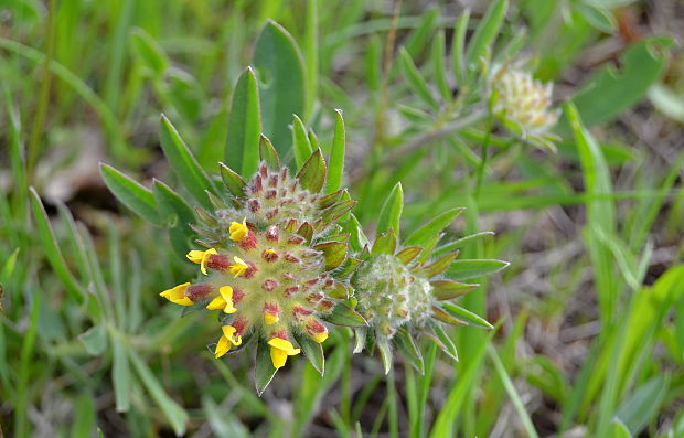 bôľhoj lekársky Anthyllis vulneraria L.