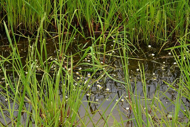 močiarka niťovitolistá Batrachium trichophyllum (Chaix) Bosch