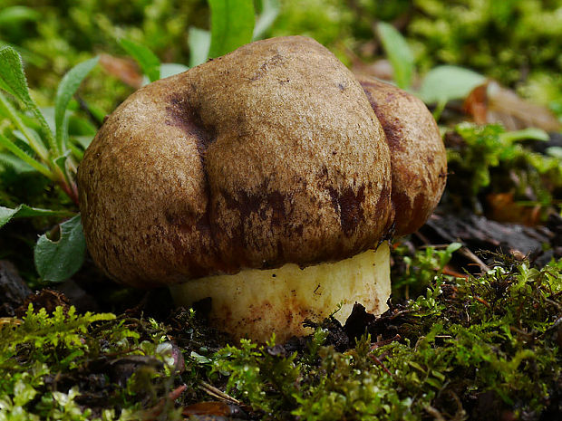 hríb príveskatý Butyriboletus appendiculatus (Schaeff. ex Fr.) Secr.