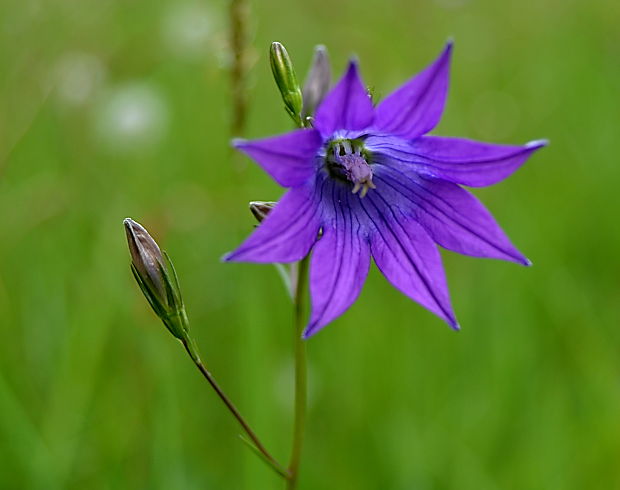 zvonček konáristý Campanula patula L.