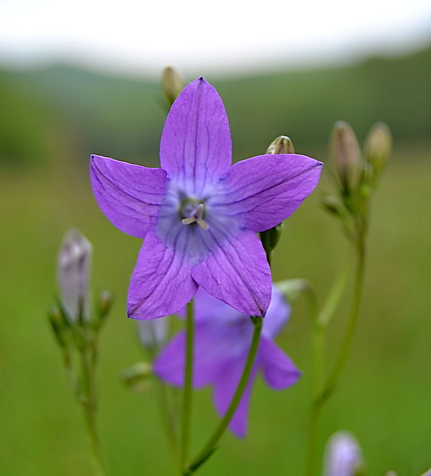 zvonček konáristý Campanula patula L.