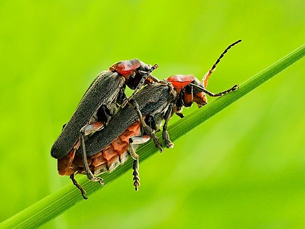 snehuľčík obyčajný  Cantharis rustica