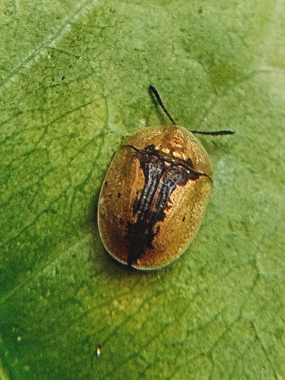 štítnatec   /   Štítonoš černonohý Cassida vibex