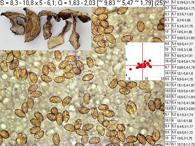 pavučinovec sivomodrý Cortinarius pseudocyanites Rob. Henry ex Bidaud & Reumaux