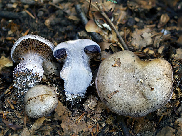 pavučinovec sivomodrý Cortinarius pseudocyanites Rob. Henry ex Bidaud & Reumaux