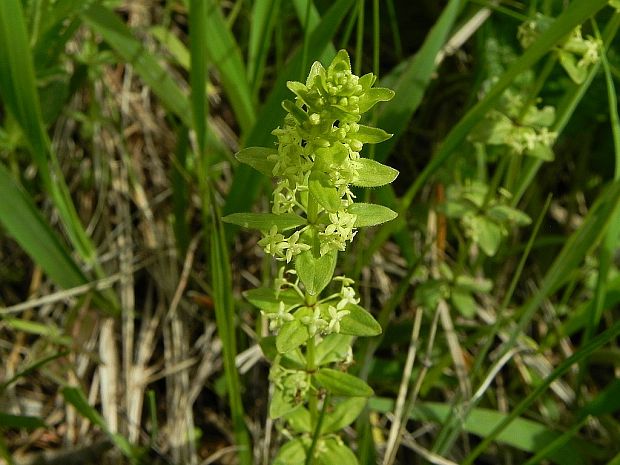 krížavka jarná Cruciata glabra (L.) Ehrend.