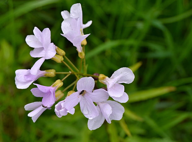 zubačka cibuľkonosná Dentaria bulbifera L.