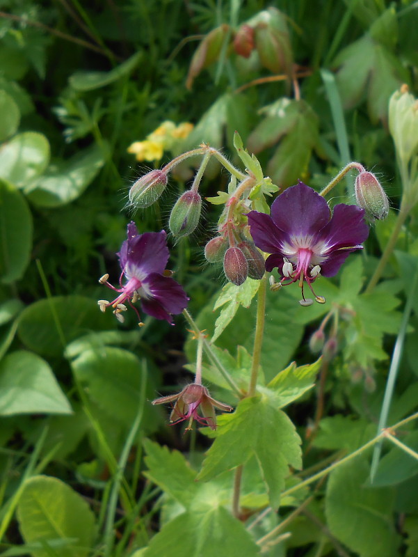 pakost hnedočervený Geranium phaeum L.