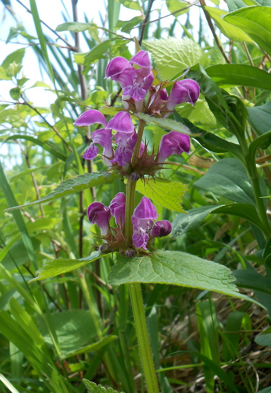 hluchavka škvrnitá Lamium maculatum L.