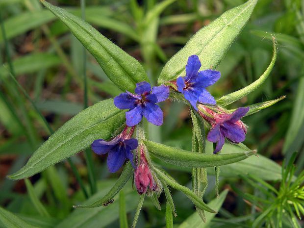 kamienka modropurpurová Lithospermum purpurocaeruleum L.