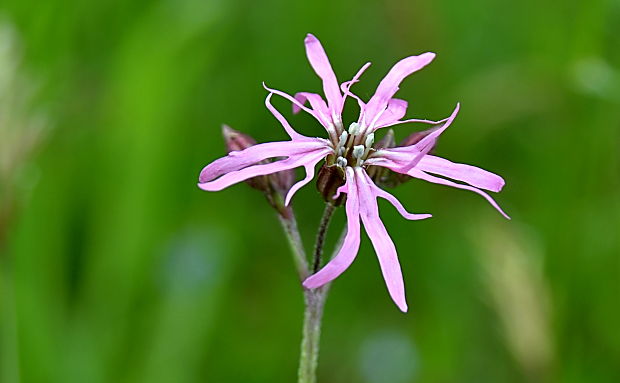 kukučka lúčna Lychnis flos-cuculi L.