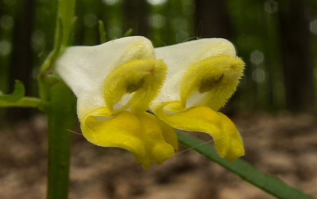 čermeľ lúčny Melampyrum pratense L.