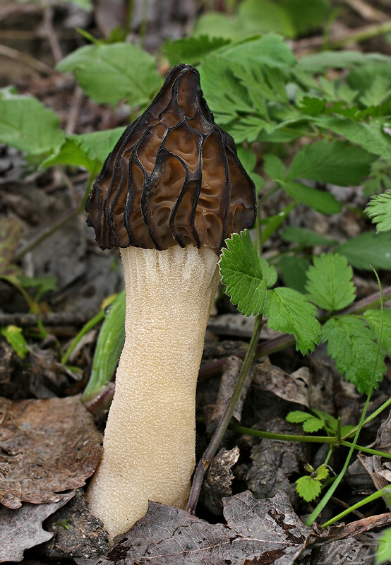 smrčok hybridný Morchella semilibera DC.