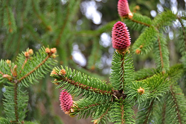 smrek obyčajný Picea abies (L.) H. Karst.