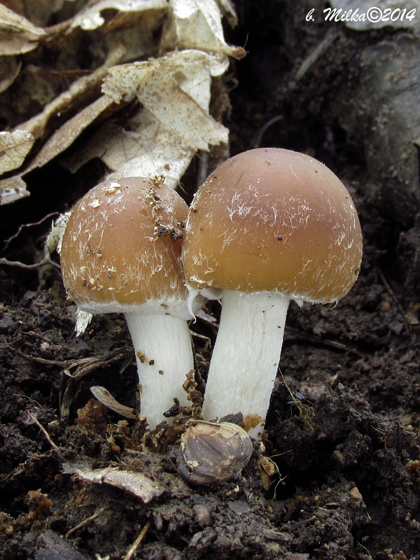 drobuľka Psathyrella sp.