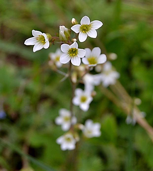 lomikameň zrnitý Saxifraga granulata L.